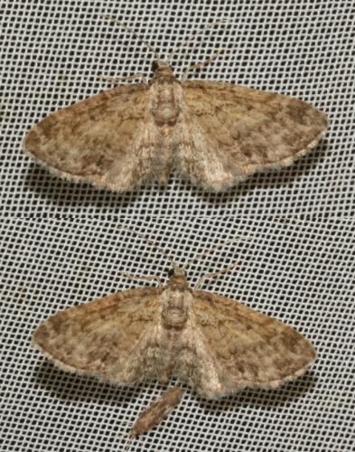 Réf. 222 523 : Eupithecia inturbata